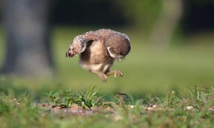 Kisah Nabi Isa Dapat Menghidupkan Burung dan Dikhianati Murid