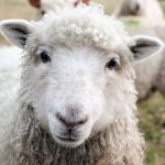 Sejarah Qurban: Dari Nabi Ibrahim sampai Abdul Muthalib