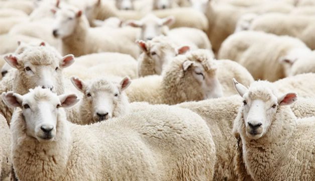 Perintah Qurban di Zaman Rasulullah