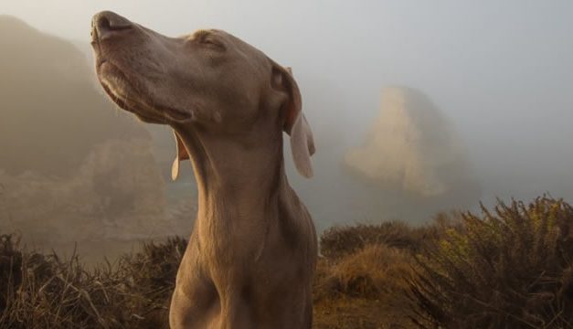 Kisah Seekor Anjing yang Membongkar Kasus Pembunuhan Setelah Didoakan Nabi