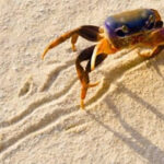 Kisah Karomah Khair an-Nassaj, Dibawakan Uang oleh Seekor Kepiting