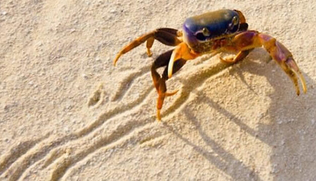Kisah Karomah Khair an-Nassaj, Dibawakan Uang oleh Seekor Kepiting