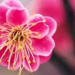 Kisah Ummu Mutiah, Wanita Pertama Penghuni Surga Setelah Ummul Mukminin