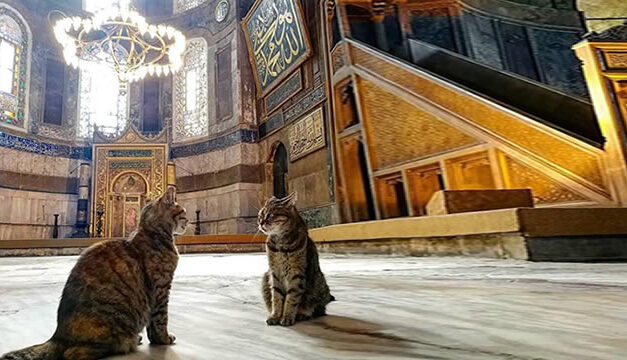 Kisah Muezza, Kucing Kesayangan Nabi dan Keistimewaannya Dalam Islam
